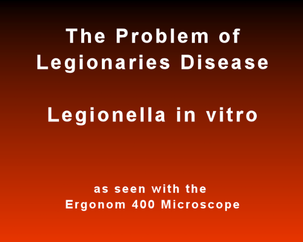 Legionella in vitro